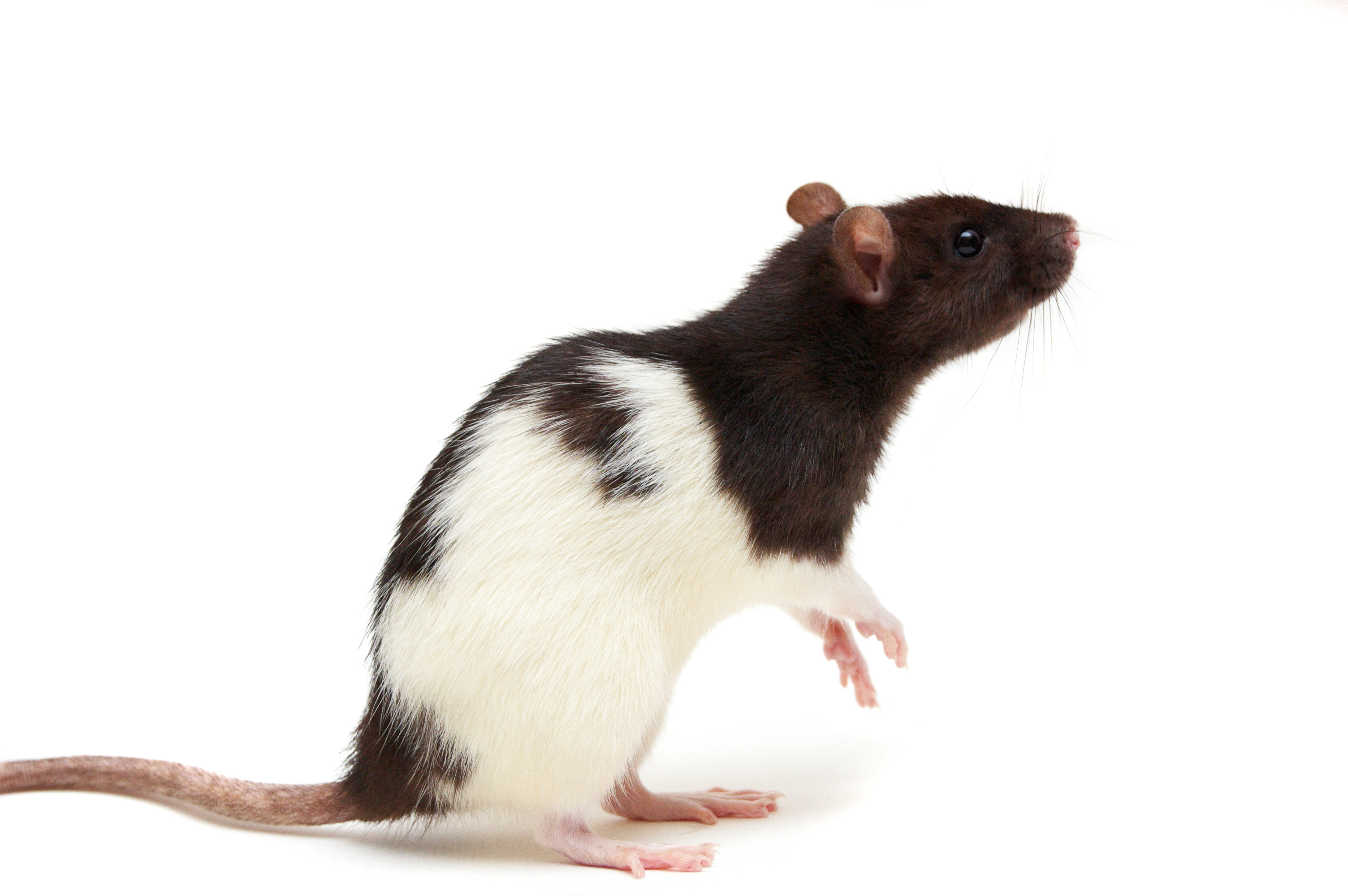 Black and white rat